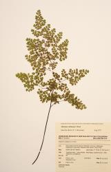 Adiantum raddianum. Herbarium specimen from Eastbourne, WELT P022981, showing fertile frond.
 Image: B. Hatton © Te Papa CC BY-NC 3.0 NZ